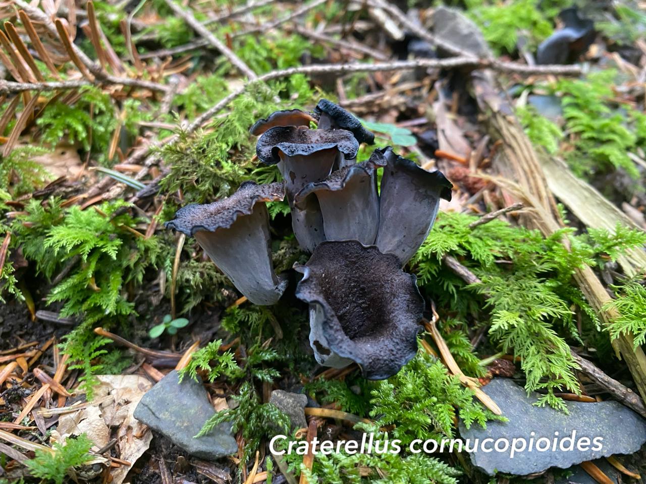 Craterellus cornucopioides: ricercato fungo autunnale