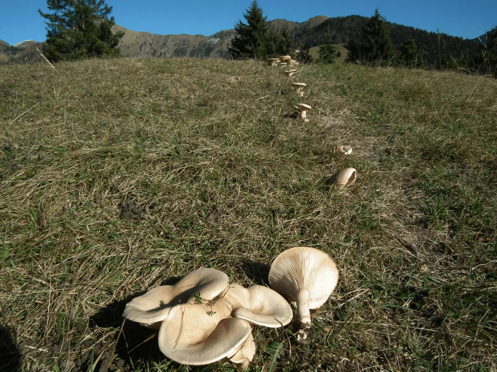 Escursione nel bosco