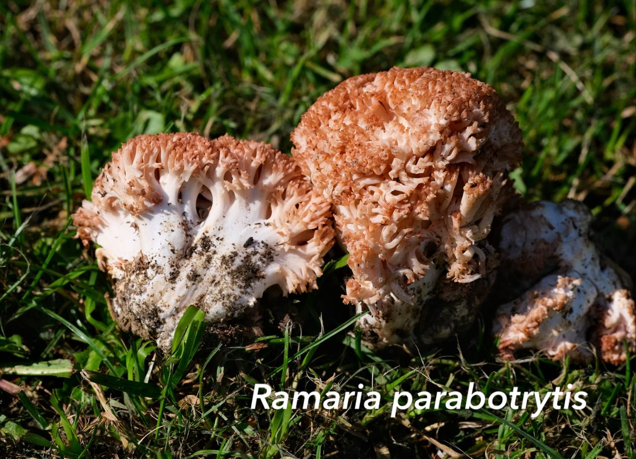 Ramaria parabotrytis